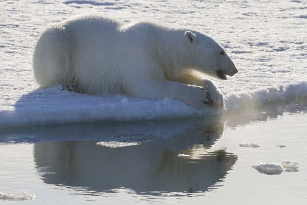 Norway, Svalbard Polar bear backlit as it sits